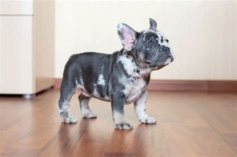 french bukk|Pros & Cons of Owning a French Bulldog